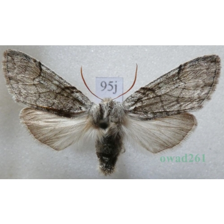 Achlya flavicornis (Linnaeus, 1758) Przestrożnica żółtorożka Czech95j